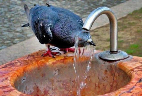 hava istidə quş