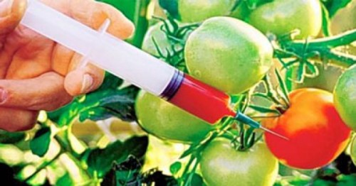 GMO