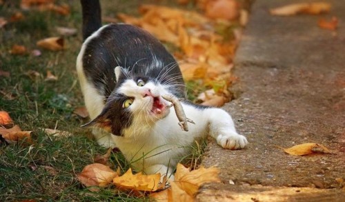aaaaaaaaaaaaaaaa