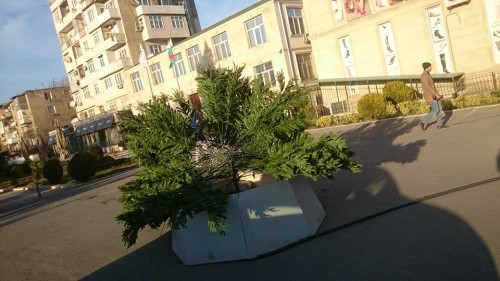 yapın yolkası1