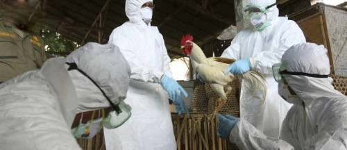 FILE - In this Thursday, April 26, 2012 file photo, Balinese government officials prepare to cull chickens as a precautionary measure to prevent the spread of bird flu, at a market in Denpasar, Bali, Indonesia after an 8-year-old boy died from bird flu. The virus rarely infects people, but scientists are worried it could mutate and spread more easily. On Wednesday, May 2, 2012, a scientific journal published a study showing how scientists created their own lab-made bird flu virus. The experiment was an effort to figure out how to thwart a global epidemic. (AP Photo/Firdia Lisnawati)