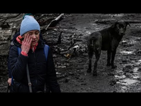 UKRAYNADA MEYİTLƏRİ İTLƏR NİYƏ PARÇALAYIR?