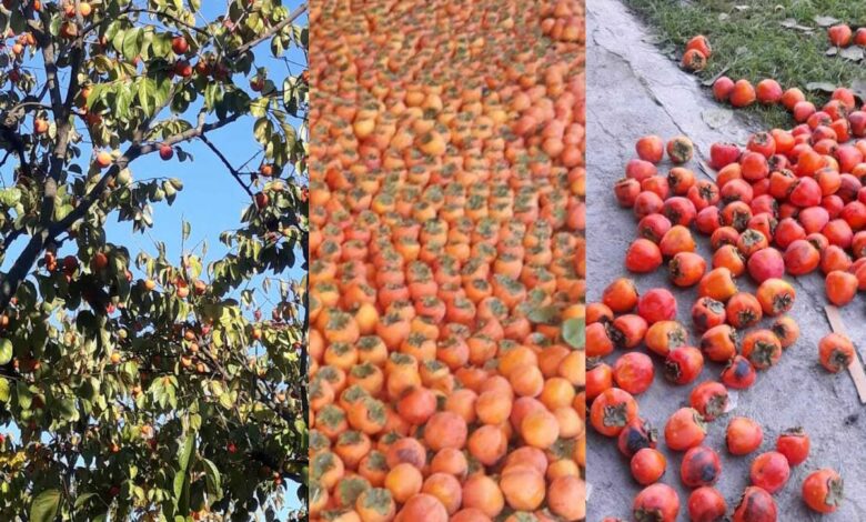 Göyçaylı kəndlilər gileylidir: məhsul bol, qiymət ucuz