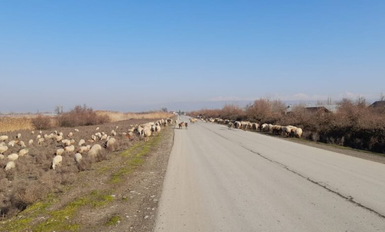 Göyçaylıların otlaq problemi: “Örüş yerləri zəbt olunub”