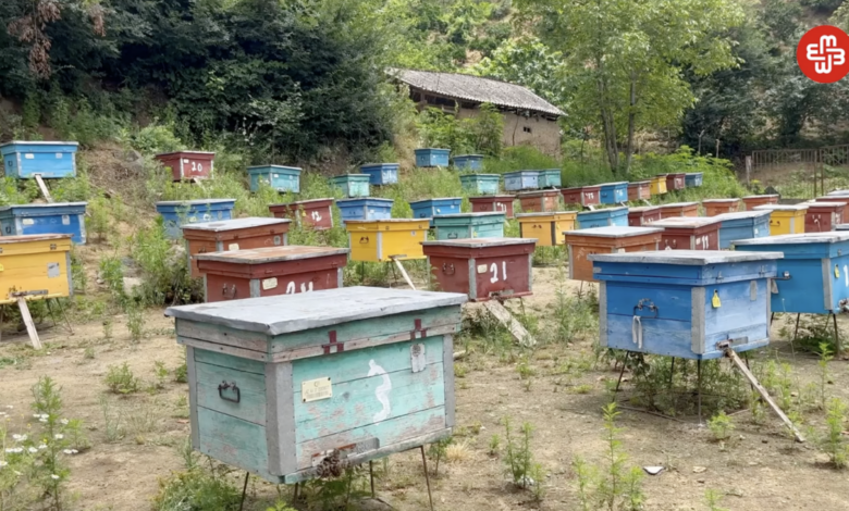 Balı xarici bazara çıxarmaq istəyən arıçı Kənd Təsərrüfatı nazirliyindən şikayətçidir