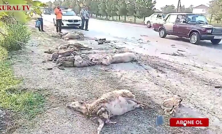 CƏLİLABADDA AVTOMOBİL ONLARLA QOYUNU ALTINA ALDI, AĞIR QƏZAYA DÜŞDÜ