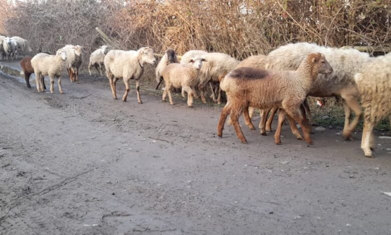 Şamaxılı fermerlər heyvan bazarındakı durğunluqdan narahatdırlar