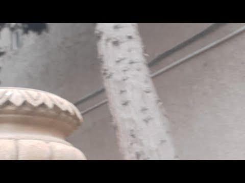 ƏVƏZ ZEYNALLININ MƏHKƏMƏSİNDƏN CANLI REPORTAJ