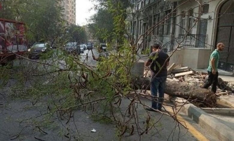 Külək Bakıda fəsadlar törədib: 27 ağac aşıb, 3 nəfər xəsarət alıb