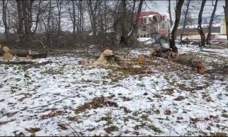 Qusarda meşə ərazisində ağacların kəsildiyi deyilir, icra hakimiyyəti “xəbərsizdir”