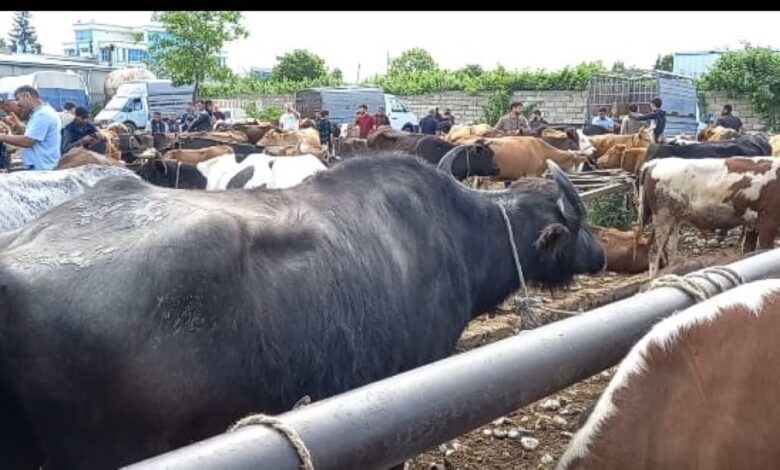 Qurban bayramı öncəsi heyvan bazarlarında durğunluq