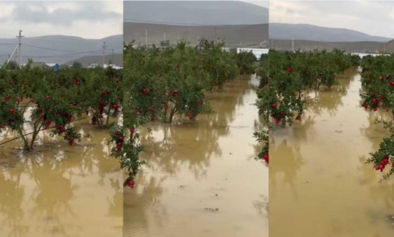 Hacıqabulda nar bağları su içində qalıb