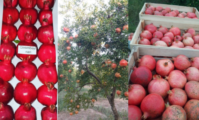 Nar istehsalçılarının problemləri: “Nə bazar var, nə dövlət dəstəyi, nə də qazanc”