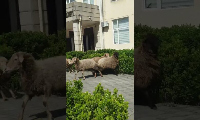 LƏNKƏRAN BUNDAN DANIŞIR: QOYUNLARI LDU-YA GƏLMƏYƏ KİM VADAR ETDİ?